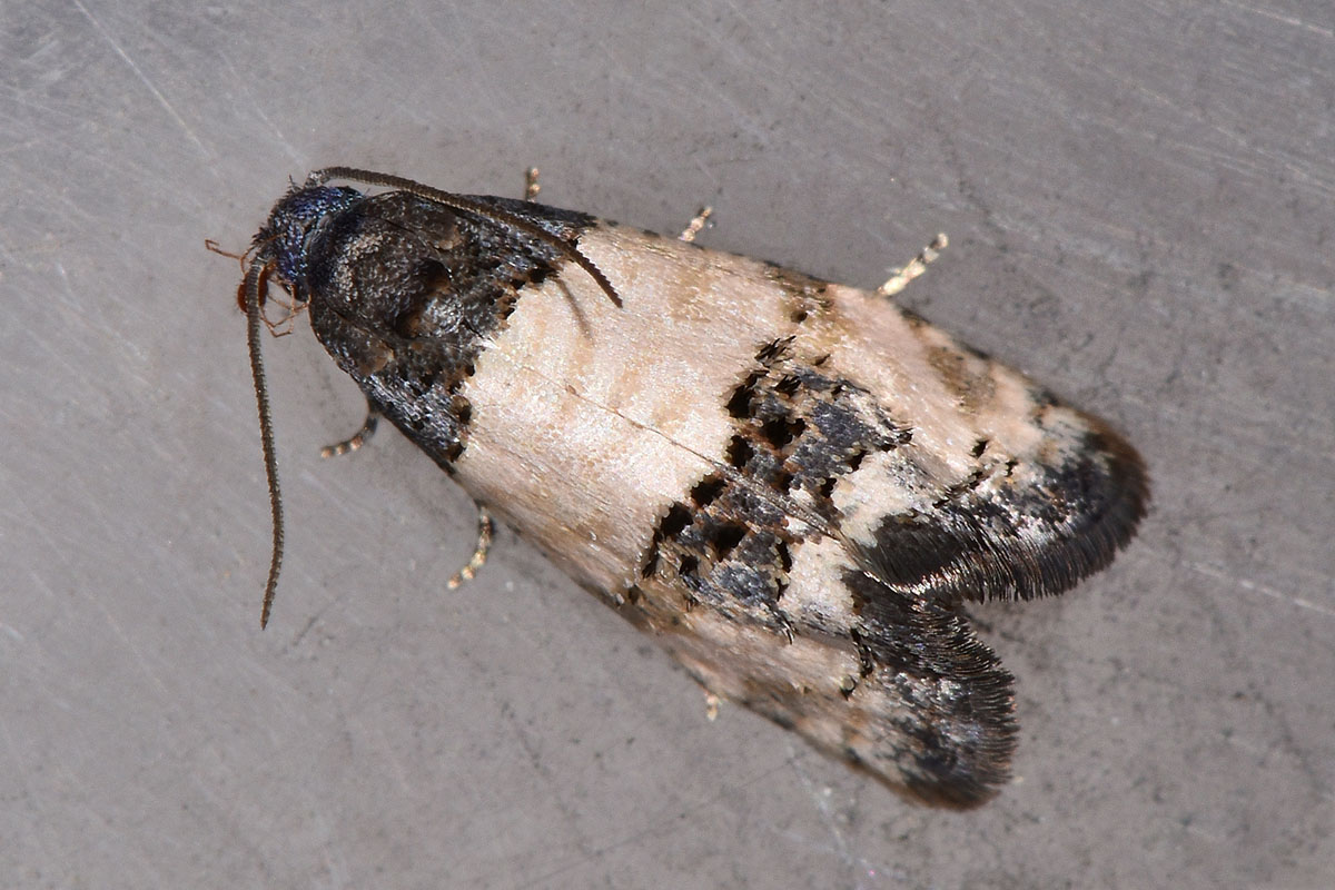 Tortricidae: Propiromorpha rhodophana